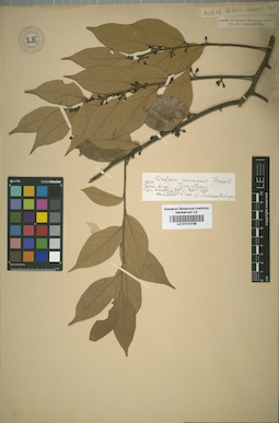LE 01014199