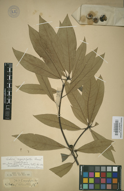 LE 01014215