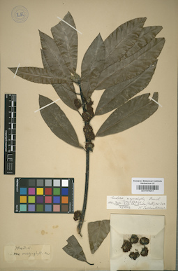 LE 01014217
