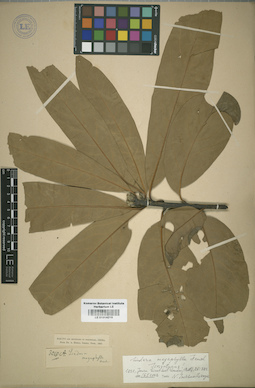 LE 01014219