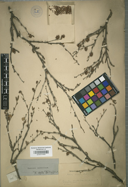 LE 01014432