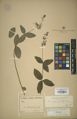 LE 01014781