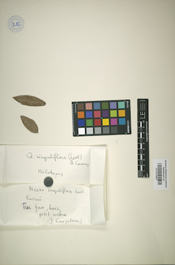 LE 01015007