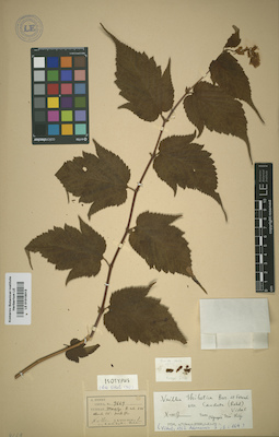 LE 01015013