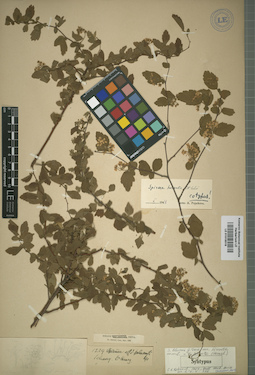 LE 01015016