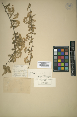 LE 01015017