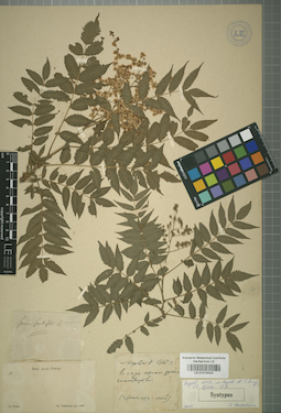 LE 01015033