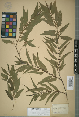 LE 01015115