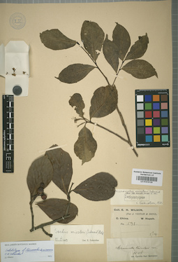 LE 01015123