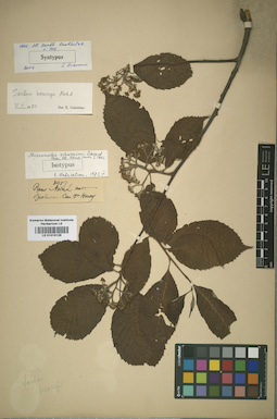 LE 01015126