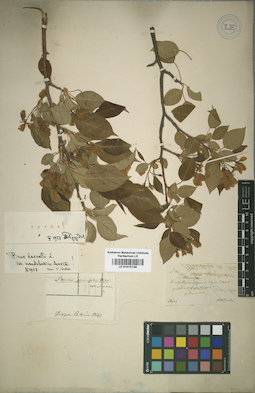 LE 01015128