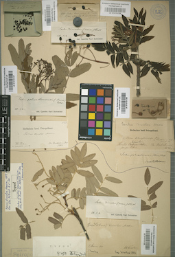 LE 01015135