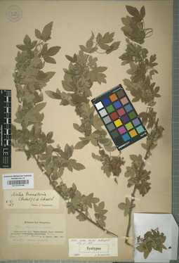 LE 01015146