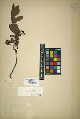 LE 01015181