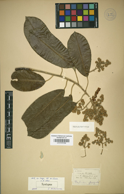 LE 01015184