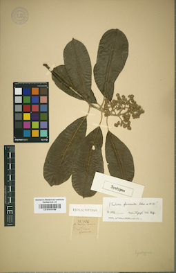 LE 01015185