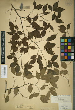 LE 01015197