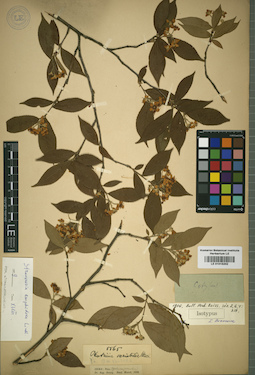 LE 01015202