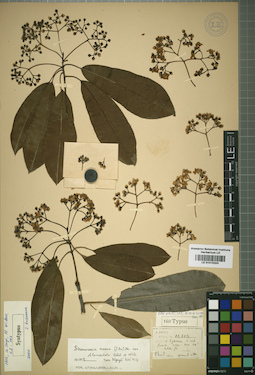 LE 01015203