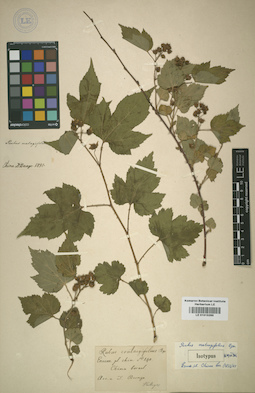 LE 01015265
