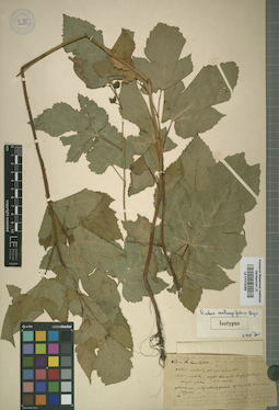 LE 01015266