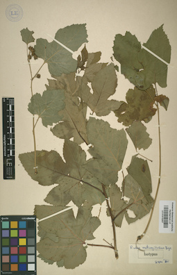 LE 01015267