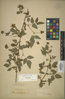 LE 01015271