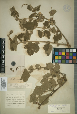 LE 01015274