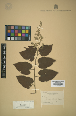 LE 01015276