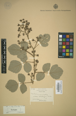 LE 01015281