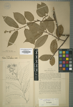 LE 01015291