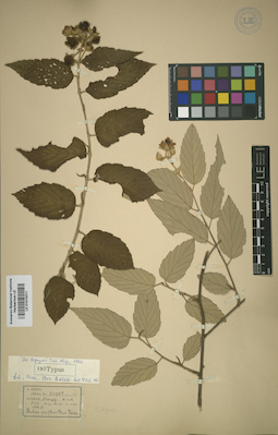 LE 01015311