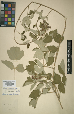 LE 01015319