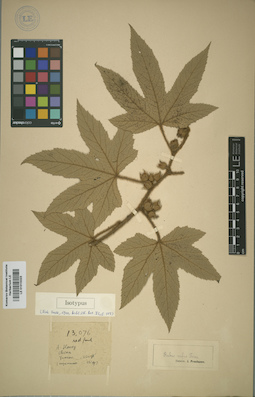 LE 01015323