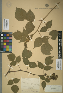 LE 01015325