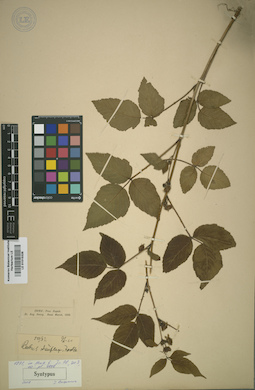 LE 01015326
