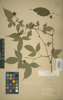 LE 01015335