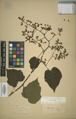 LE 01015341