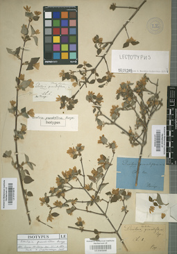 LE 01015345