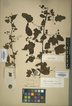 LE 01015347