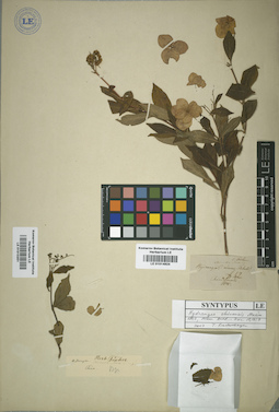 LE 01015351