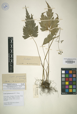 LE 01015515