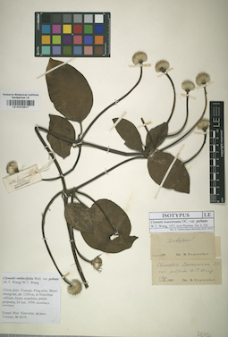 LE 01015517