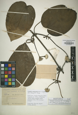 LE 01015518
