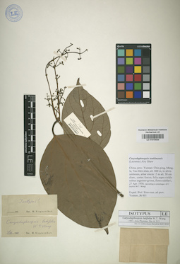 LE 01015520