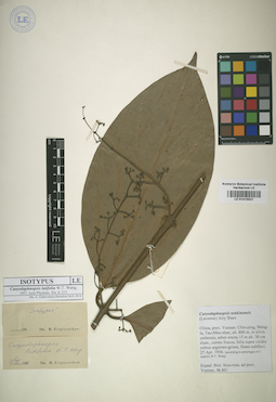 LE 01015521