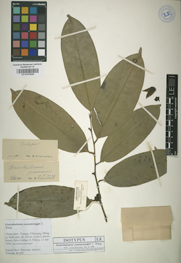 LE 01015535