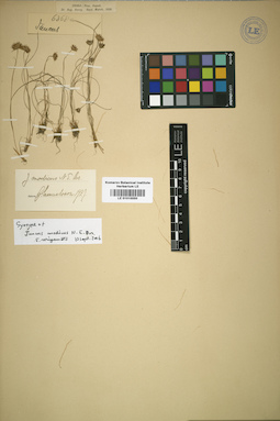 LE 01015550
