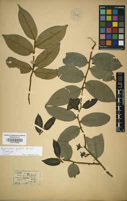 LE 01015559