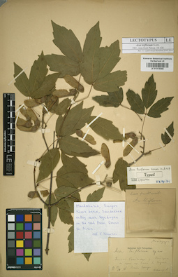 LE 01015585